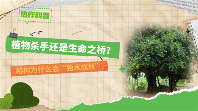 【热作科普】植物杀手还是生命之桥？榕树为什么会“独木成林”